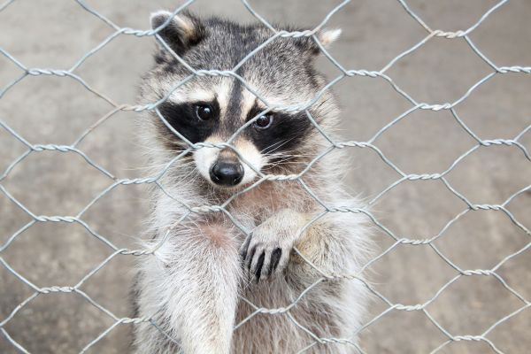 Reno Wildlife Removal