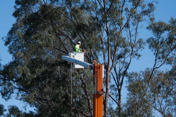 Reno Tree Trimming