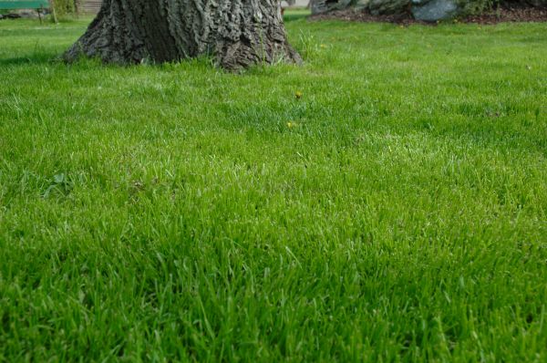 Reno Lawn Treatment